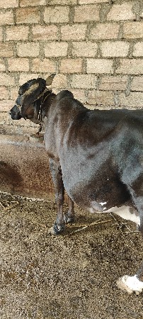 એસફ ગાય વેચવાની છે