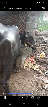 તીજાવેતરની