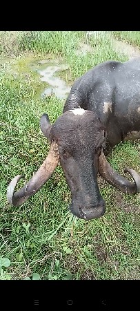 ભેંશ વેસવાની છે