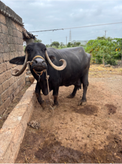 ભેંસ વેચવા ની છે