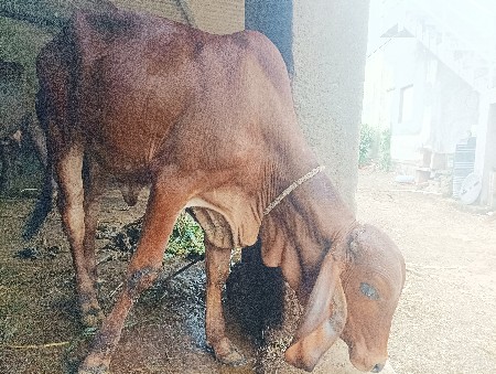વાડી વેચવાની છે