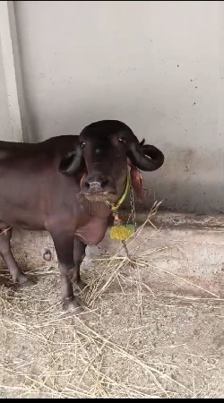 વેસવાની છે