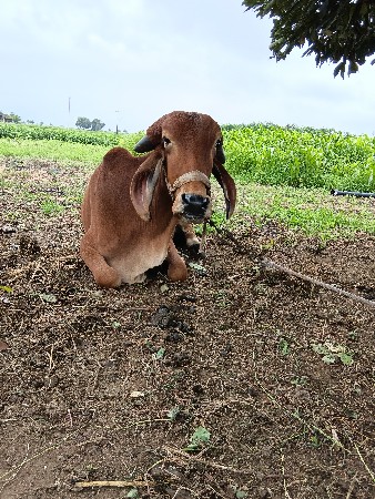 હોડકી આપવાની છે મફત