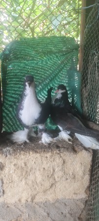 કબુતર વેચવાના છે