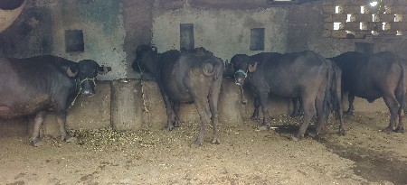ભેંશો વેચવાની છે.