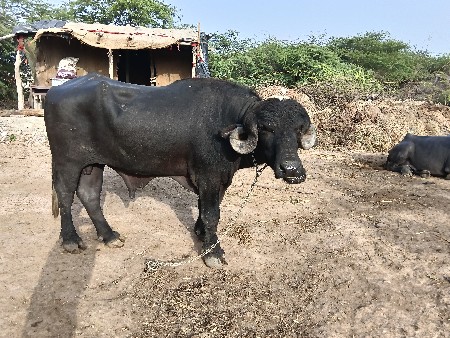 પાડો વેચવાનો છે