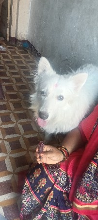પોમેરીયન ડોગ મેલ