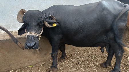 આ ભેંસ વેચવાની છે