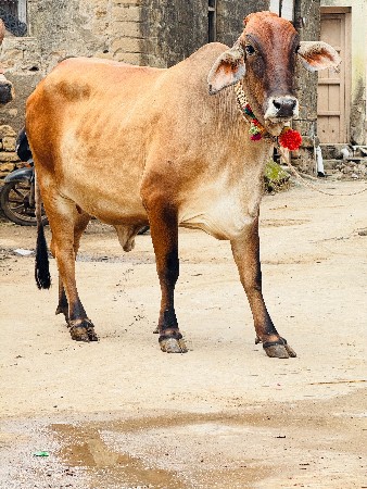 જર્સી ક્રોસ હોડકી વેચવાની છે