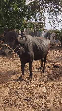 ખડેલા