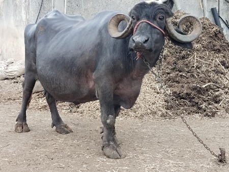 ભેંસ વેચવાની છે