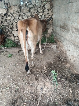 ગાય વેચવાની છે બીજુ વેતર છે