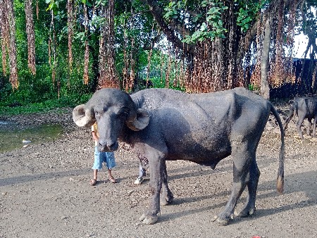 પાડો વેચવાનો છે