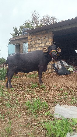 ભેંસ વેચવાની છે.વેતર.3.જુ