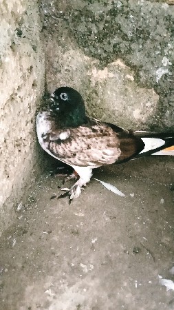 kabutar