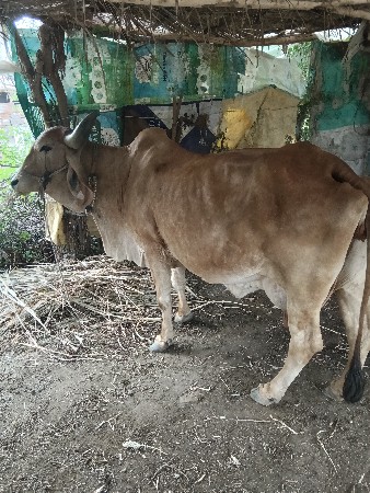 ચોથું વેતર ગાય વ્યાસે