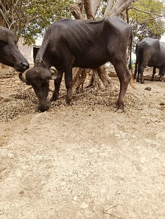 પાડી વેચવાની સે