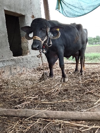 વેતર માં 2 
વેતર માં 1