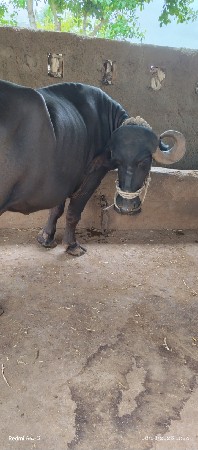 ભેસ વેસવાની સે