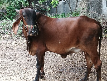 હોડકી વેચવાની છે