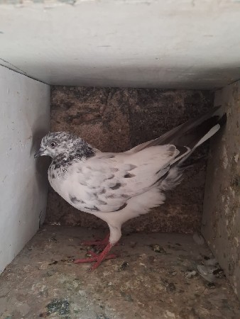 માદી વેચવાની છે
