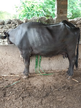ભેંસ