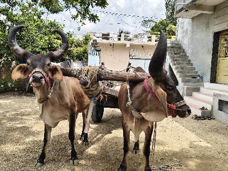 બળદ વેચવાના છે