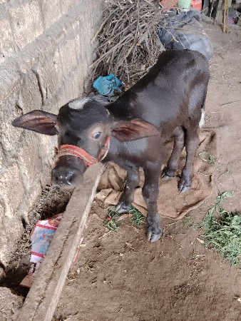ભેંસ વેચવાની છે