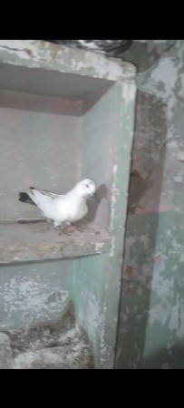 kalparo nar
motiya madi