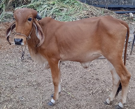 ગીર વાછડી