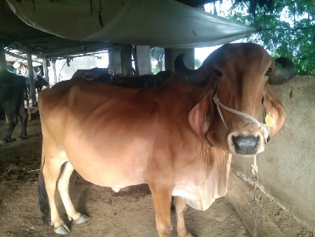 ગાય