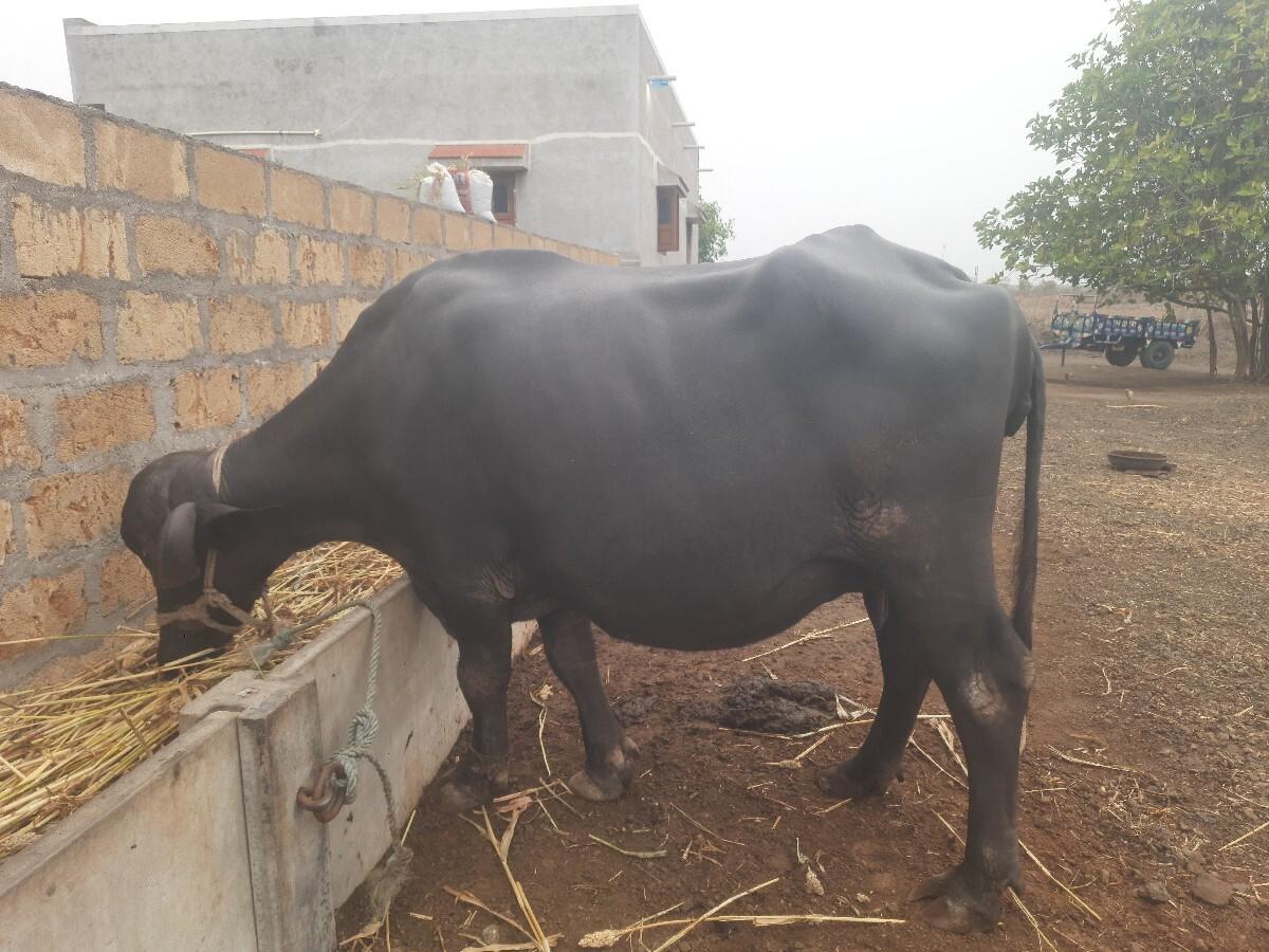 ભેંસ