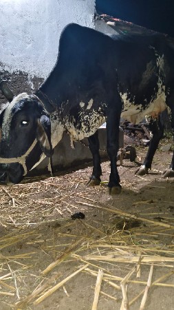 એક જર્સ ગાય વેચાણ છે