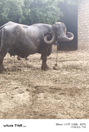 ભેસ