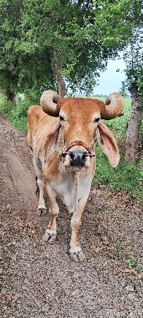 બળદ વેચવાનો છે