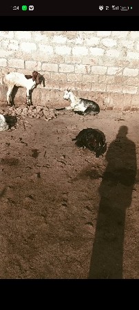 bakra vesvanase