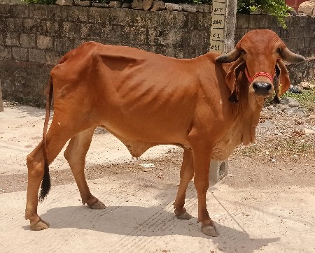 આ બંને વાછડીયોના સાટા કરવાના છે