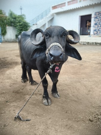 ભેંસ વેચવાની છે