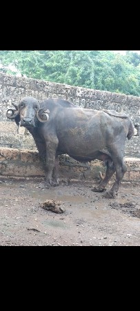 ભૈસ વૈસવા સે