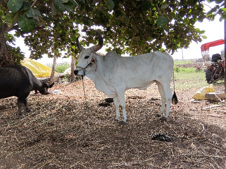 ગોધલા વેચવાના છે