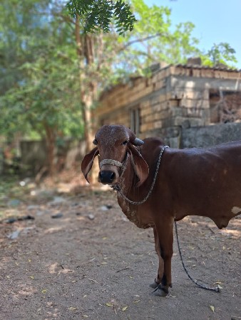 ઓરિજિનલ ગીર હોડકી