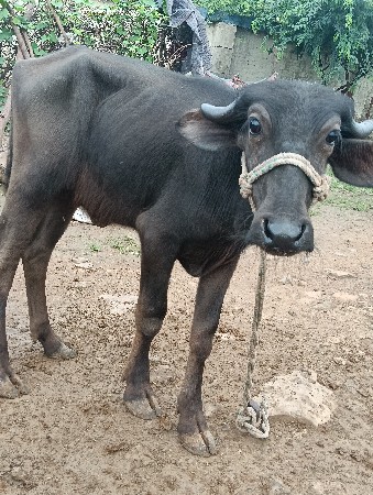 પોરબંદર જિલ્લો