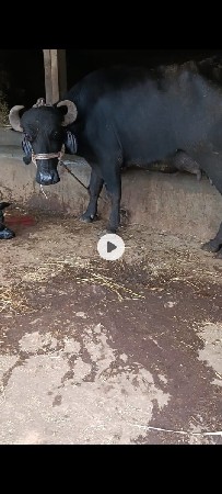 ખળેલી વેચવાની છે