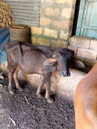 પાડી