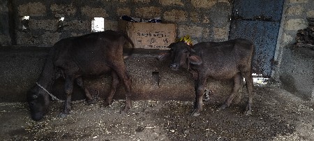 પાડી વેચવાની છે .