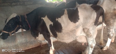 બંને ગાયું દેવાની છે