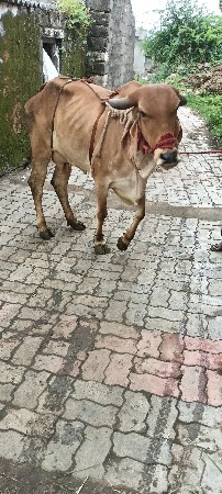ગાય વેચવાની છે