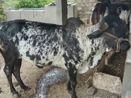 ગાય વેચવાની છે