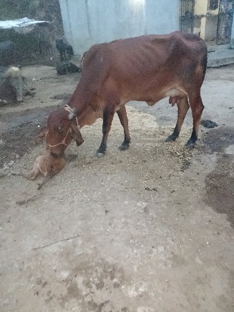વેચવાની છે દેશી
