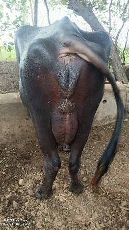 બીજું વેતર